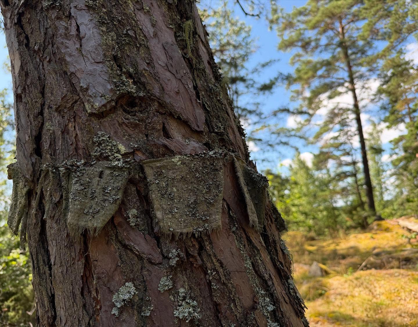 Ancient tree bark texture symbolizing deep roots and natural cultivation in internal arts practice